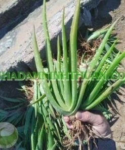 Alternative view of 300 Cây Nha Đam Giống Thái Aloe Vera