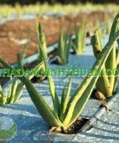Alternative view of 50 Cây Nha Đam Giống Thái Aloe Vera