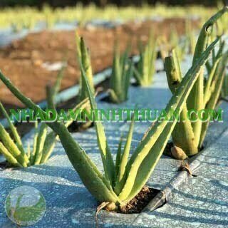 Nha Đam Giống Thái Gói Trên 3000 Cây - Ảnh 20