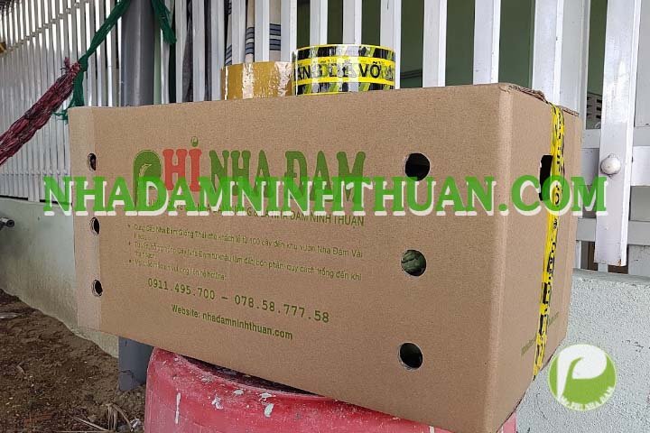 50 Cây Nha Đam Giống Thái 4 Đến 6 Tháng Tuổi - Ảnh 2