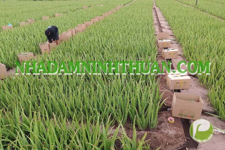 Nha Đam Giống Thái 4 Đến 6 Tháng Tuổi Trên 50 Cây - Ảnh 7