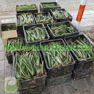 1000 Cây Nha Đam Giống Thái Aloe Vera - Ảnh 9