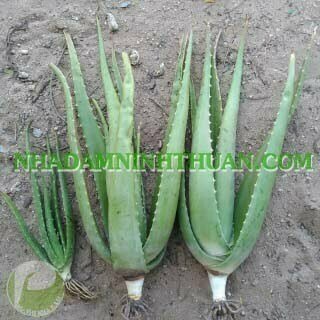 20 Cây Nha Đam Thái Giống Lớn Trên 6 Tháng Tuổi - Ảnh 7