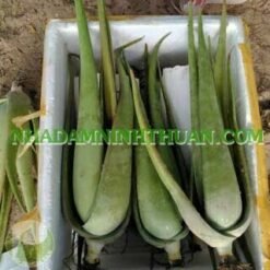 Alternative view of 50 Cây Nha Đam Thái Giống Lớn Trên 6 Tháng Tuổi