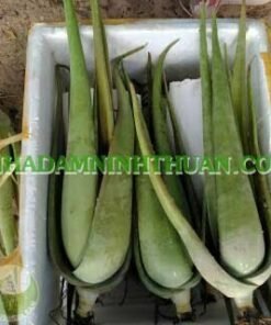 Alternative view of 50 Cây Nha Đam Thái Giống Lớn Trên 6 Tháng Tuổi