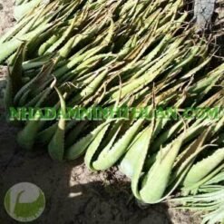 Alternative view of 10 Cây Nha Đam Thái Giống Lớn Trên 6 Tháng Tuổi