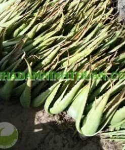 Alternative view of 10 Cây Nha Đam Thái Giống Lớn Trên 6 Tháng Tuổi