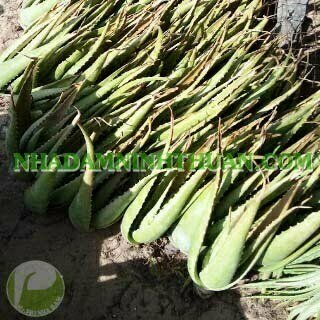 10 Cây Nha Đam Thái Giống Lớn Trên 6 Tháng Tuổi - Ảnh 2