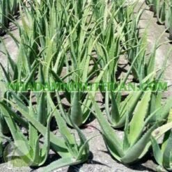 Alternative view of Nha Đam Lớn 6 Tháng Tuổi Trên 50 Cây