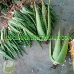 Alternative view of 5 Cây Nha Đam Thái Giống Lớn Trên 6 Tháng Tuổi