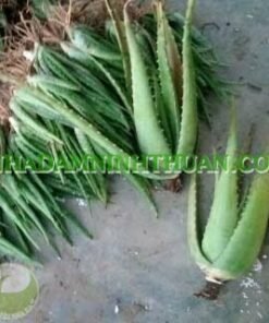 Alternative view of 5 Cây Nha Đam Thái Giống Lớn Trên 6 Tháng Tuổi