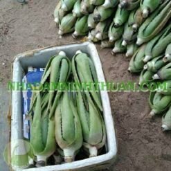 Alternative view of 20 Cây Nha Đam Thái Giống Lớn Trên 6 Tháng Tuổi