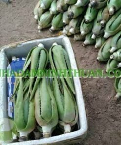 Alternative view of 20 Cây Nha Đam Thái Giống Lớn Trên 6 Tháng Tuổi