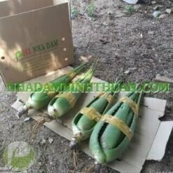 Cay Nha Dam Thai Lon Tu 6 Thang Tuoi 5