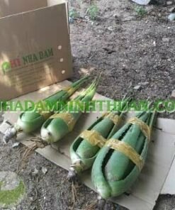 Cay Nha Dam Thai Lon Tu 6 Thang Tuoi 5