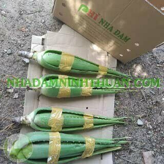 5 Cây Nha Đam Thái Giống Lớn Trên 6 Tháng Tuổi - Ảnh 5