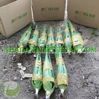 20 Cây Nha Đam Thái Giống Lớn Trên 6 Tháng Tuổi - Ảnh 4