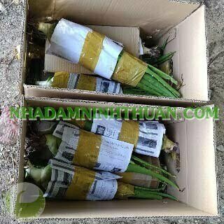 20 Cây Nha Đam Thái Giống Lớn Trên 6 Tháng Tuổi - Ảnh 5