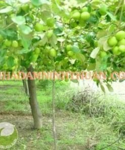 Alternative view of Táo Gió Ninh Thuận