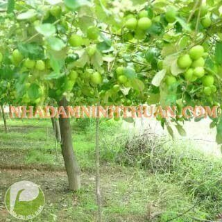 Táo Gió Ninh Thuận - Ảnh 2