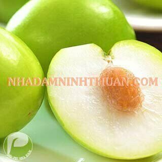 Táo Gió Ninh Thuận - Ảnh 3