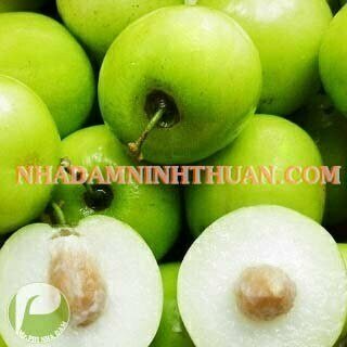 Táo Gió Ninh Thuận - Ảnh 4