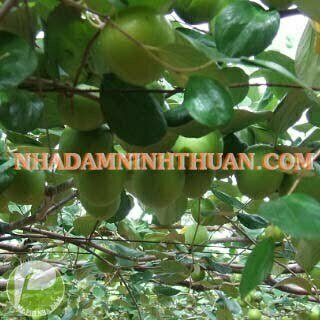 Táo Gió Ninh Thuận - Ảnh 5