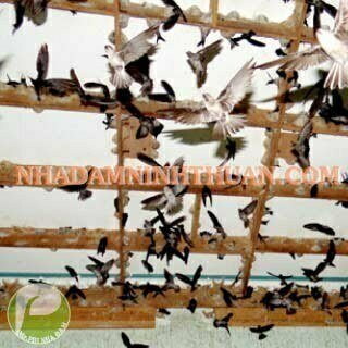 Yến Sào Ninh Thuận - Ảnh 4