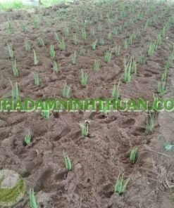 Alternative view of Trồng Nha Đam Dưới Nhà Áp Mái Điện Mặt Trời