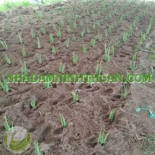 Trồng Nha Đam Dưới Nhà Áp Mái Điện Mặt Trời - Ảnh 2