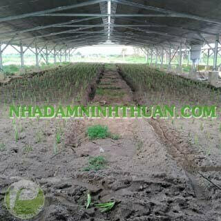 Trồng Nha Đam Dưới Nhà Áp Mái Điện Mặt Trời - Ảnh 3