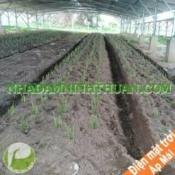Trồng Nha Đam Dưới Nhà Áp Mái Điện Mặt Trời