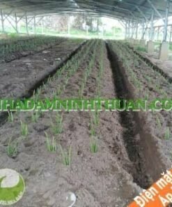 Trồng Nha Đam Dưới Nhà Áp Mái Điện Mặt Trời