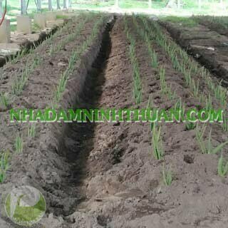 Trồng Nha Đam Dưới Nhà Áp Mái Điện Mặt Trời - Ảnh 4