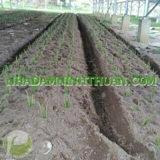 Trồng Nha Đam Dưới Nhà Áp Mái Điện Mặt Trời - Ảnh 5