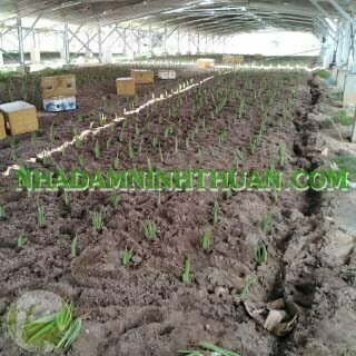 Trồng Nha Đam Dưới Nhà Áp Mái Điện Mặt Trời - Ảnh 6