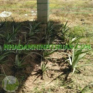 Trồng Nha Đam Dưới Nhà Áp Mái Điện Mặt Trời - Ảnh 7