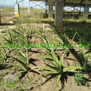 Trồng Nha Đam Dưới Nhà Áp Mái Điện Mặt Trời - Ảnh 8