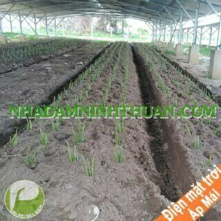 Trồng Nha Đam Dưới Nhà Áp Mái Điện Mặt Trời