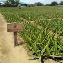 Vườn cây nha đam thái lớn 1