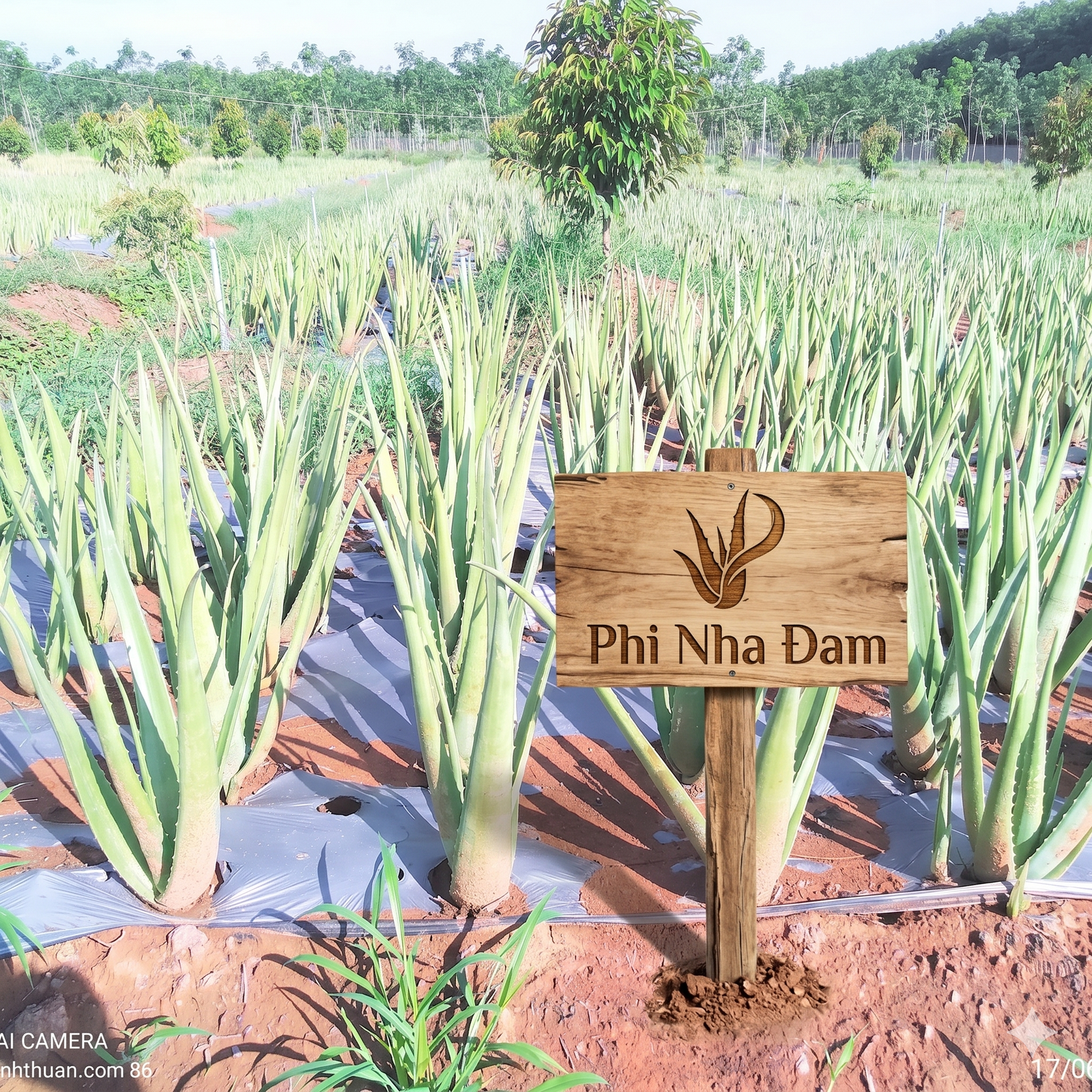 Vườn cây nha đam thái lớn 11