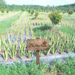 Vườn cây nha đam thái lớn 12