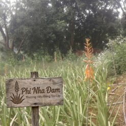 Vườn cây nha đam thái lớn 13