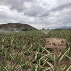 Vườn cây nha đam thái lớn 14