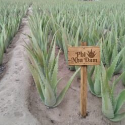 Vườn cây nha đam thái lớn 2