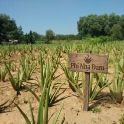 Vườn cây nha đam thái lớn 6