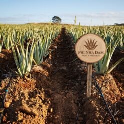 Vườn cây nha đam thái lớn 8