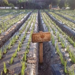 Vườn cây nha đam thái lớn 9