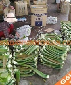 Nguyên Liệu Lá Nha Đam Thái 1 Tấn