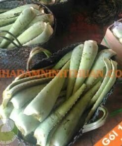 Nguyên Liệu Lá Nha Đam Thái 100 KG